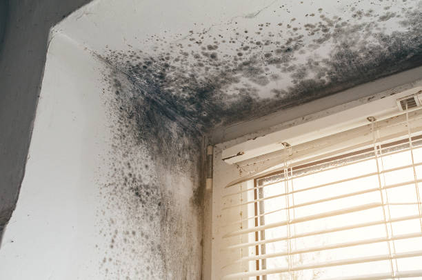 Affordable Attic Mold Removal solutions in Eastview, KY
